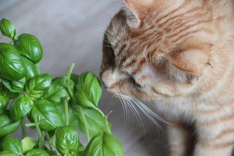 พืชใดป็นพิษต่อแมว